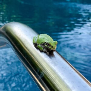 a frog on the hand rail of a swimming pool