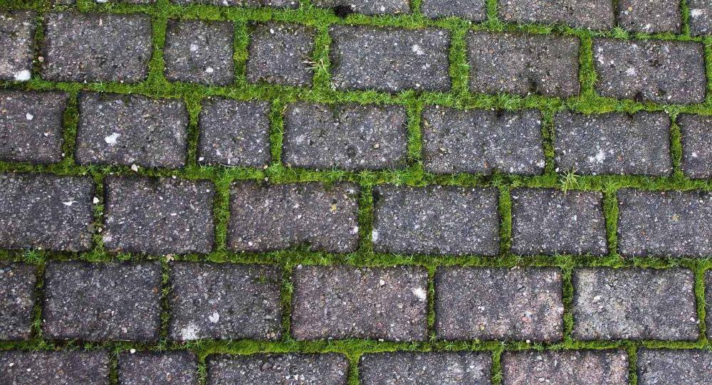 Moss growing between bricks on a patio