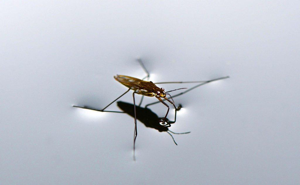 a mosquito drinking on still water