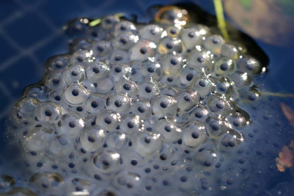 frog eggs in a swimming pool turning into tadpoles