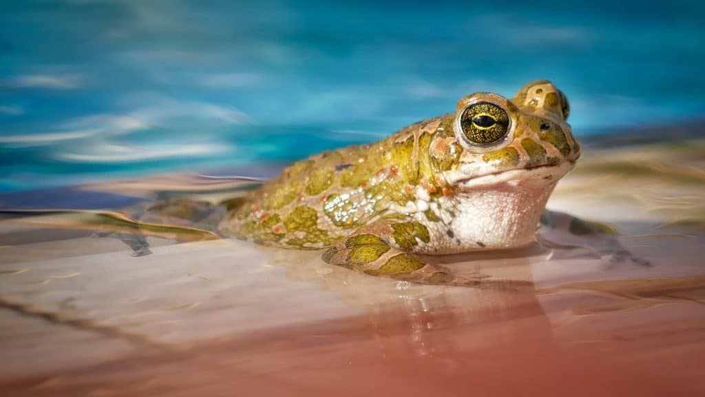 a frog in a swimming pool