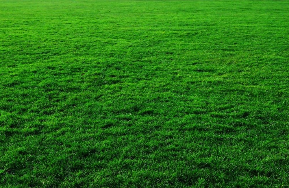 a lush green lawn that may need lime