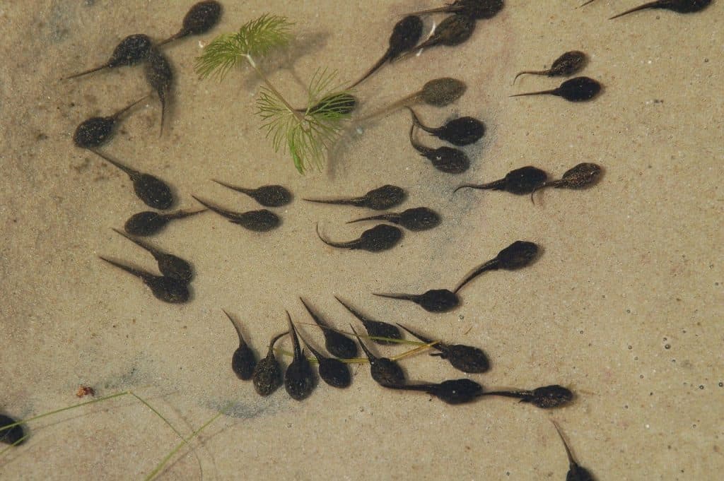 tadpoles swimming in a pool