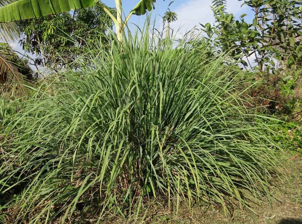 tall grasses around a swimming pool