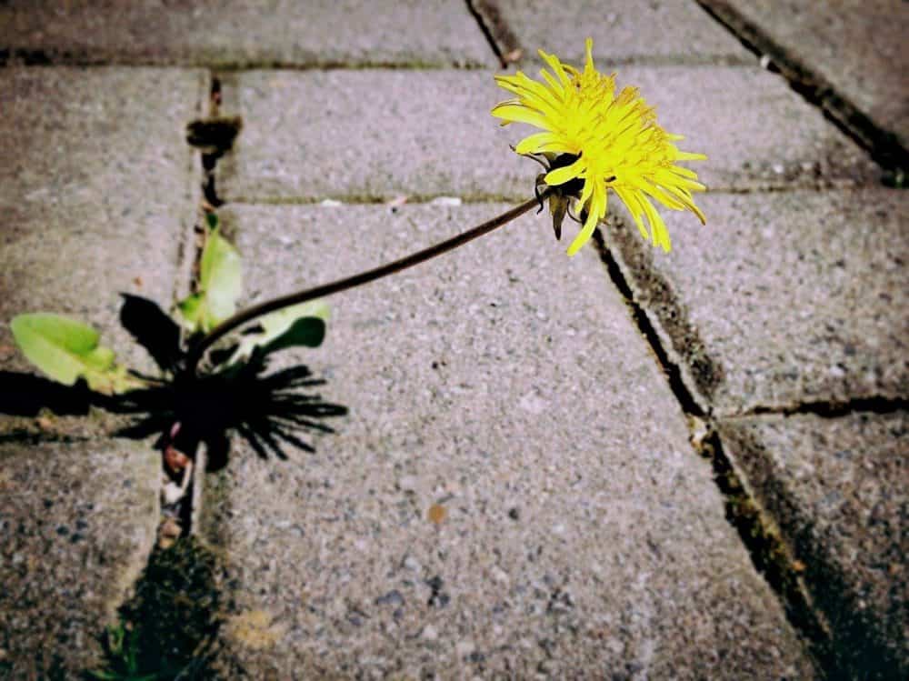 a eed growing through th cracks of a brick patio