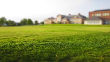 a lawn with milorganite