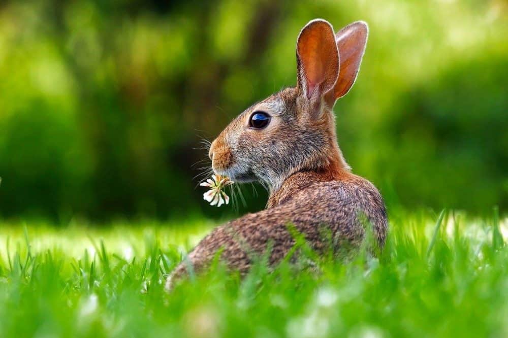 a bunny eating weeds in a green lawn