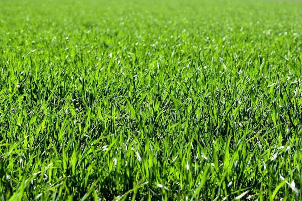 a lawn with milorganite fertilizer