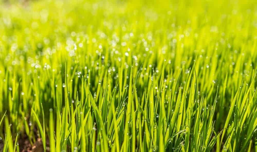 grass seed growing after being planted