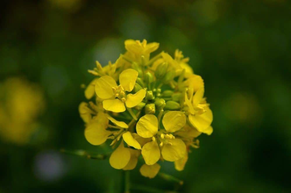 mustard flower for making mustard oil