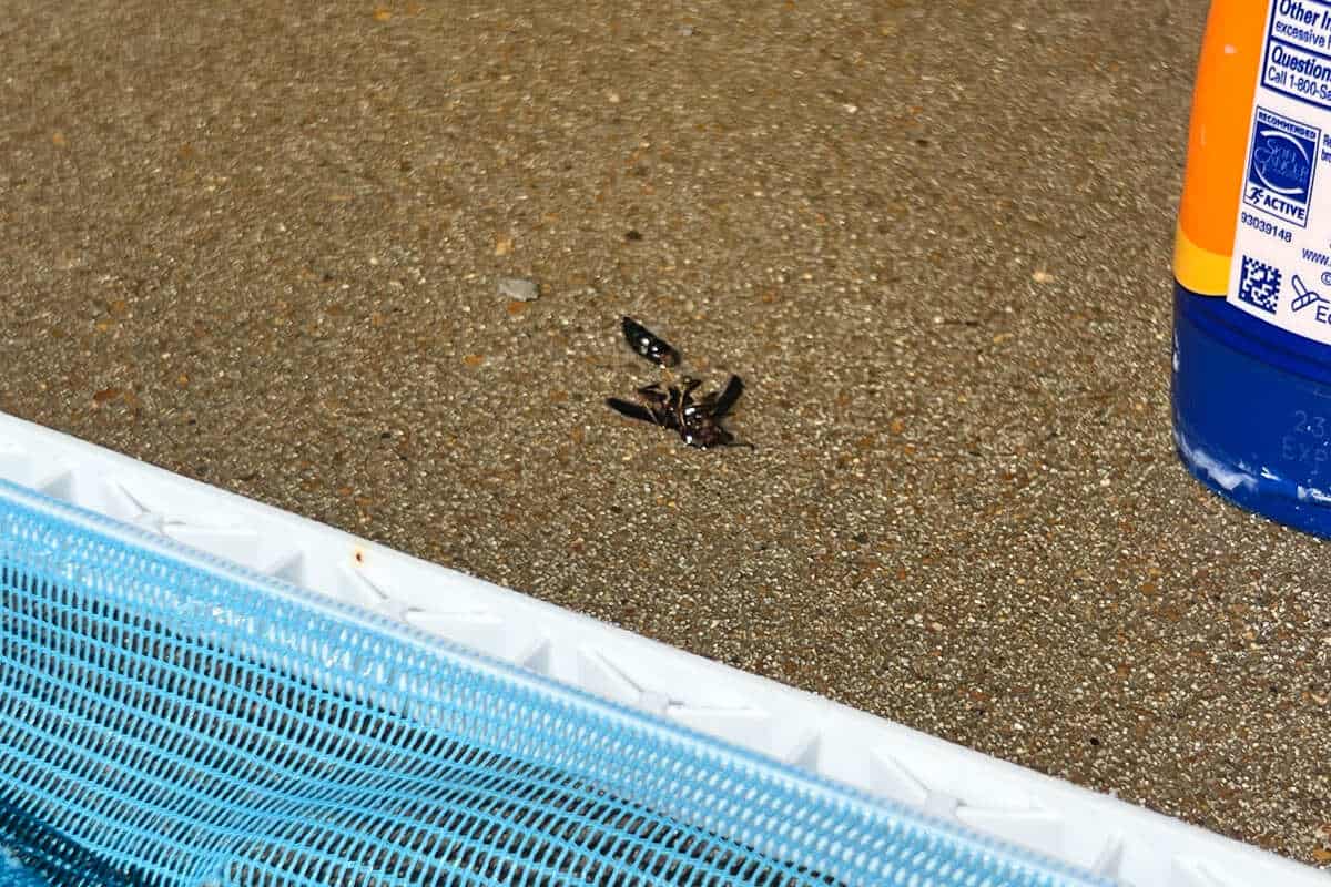 a dead wasp on a concrete pool deck