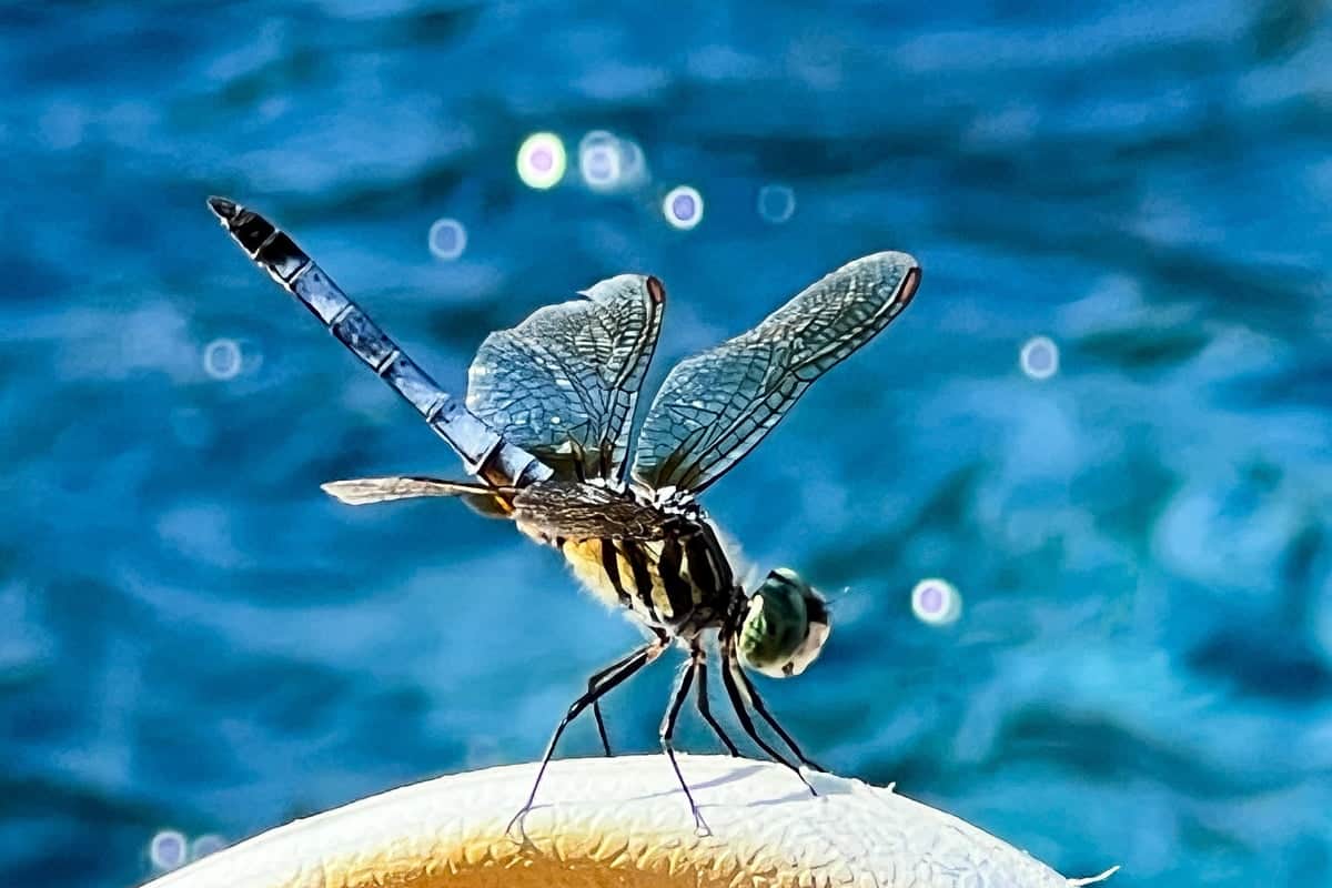 Up close of a dragonfly