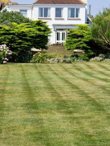 green lawn in the summer