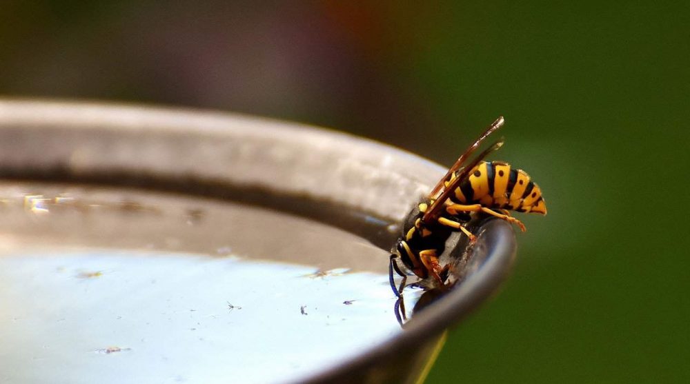 wasp drinking out of a water pan