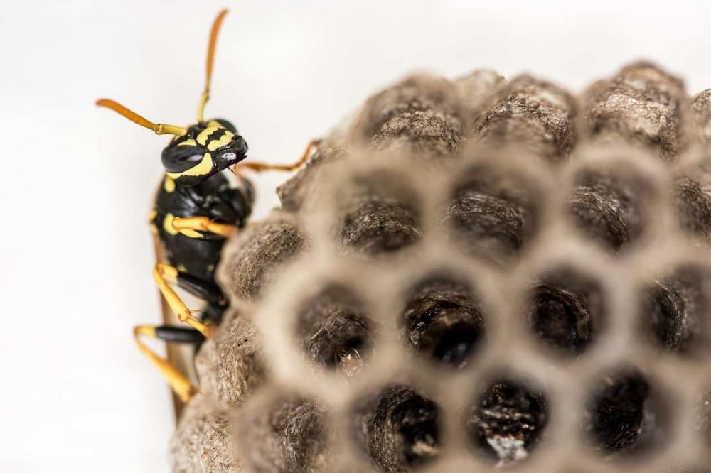 a wasp nest