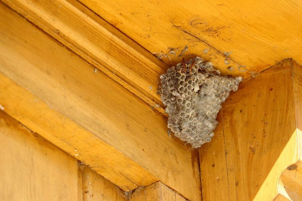 a wasp nest