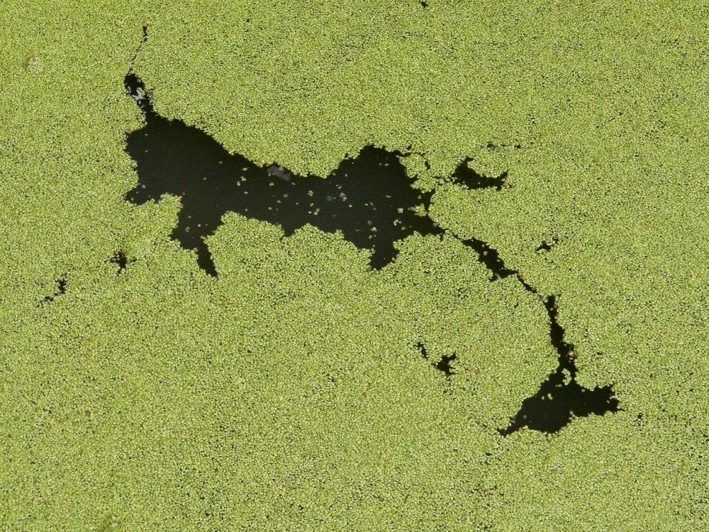 algae forming on the surface of a swimmign pool