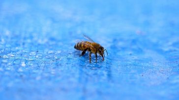 bee near a swimming pool
