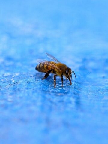 bee near a swimming pool