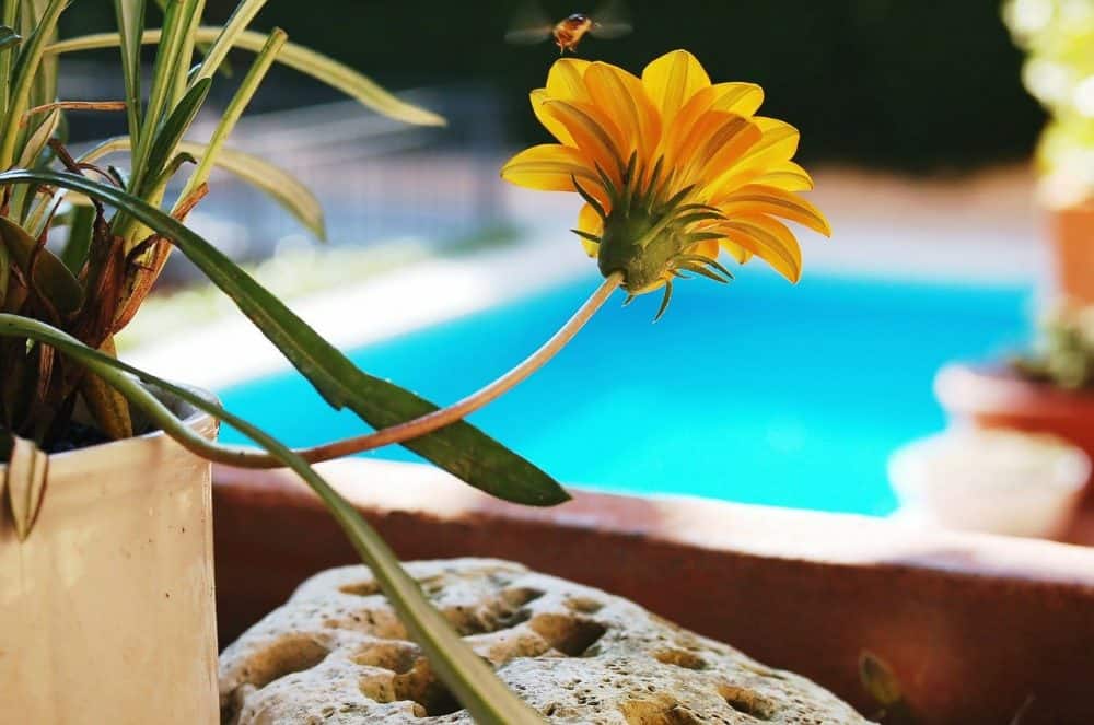 a bee flying around flowers by a swimming pool