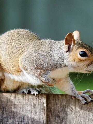 squirrel on top of a wooden fence