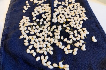 clean pumpkin seeds laid out on a kitchen towel